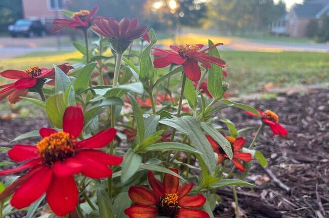 2849 Pedigo Pl in Thompson's Station, TN - Foto de edificio - Building Photo