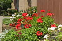 Walnut Wood Apartments in Carmichael, CA - Building Photo - Building Photo