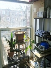 444 Halsey St in Brooklyn, NY - Building Photo - Building Photo