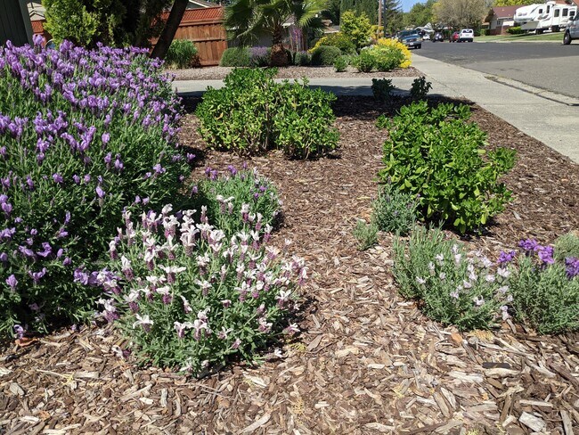 770 El Camino Ave in Vacaville, CA - Building Photo - Building Photo