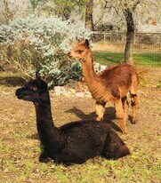 10600 Little Thicket Rd in Austin, TX - Building Photo