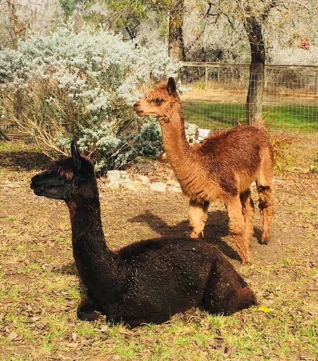 property at 10600 Little Thicket Rd