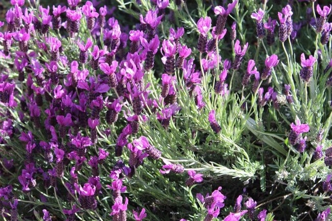 35109 CA-79 in Warner Springs, CA - Building Photo - Building Photo