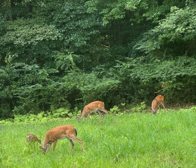 254 Harrell Rd in Burgaw, NC - Building Photo - Building Photo