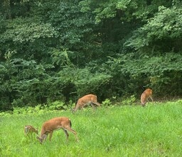 254 Harrell Rd in Burgaw, NC - Foto de edificio - Building Photo