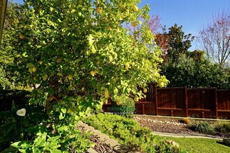 62 Dunfries Terrace in San Rafael, CA - Building Photo - Building Photo