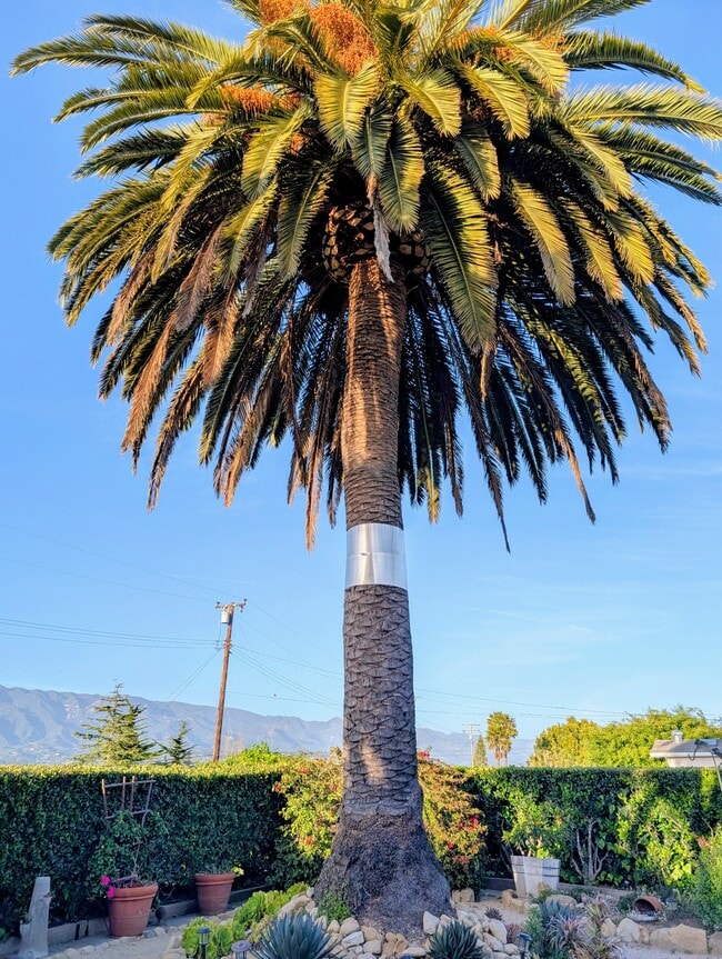 1493 Crestline Dr in Santa Barbara, CA - Building Photo - Building Photo