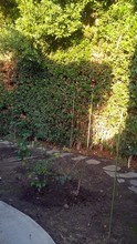 5419 Willowcrest Ave in North Hollywood, CA - Building Photo - Building Photo