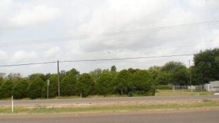 3131 Conway in Mission, TX - Building Photo - Other