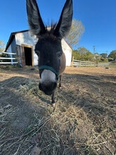 5906 Little Turtle Trail in Waterville, OH - Building Photo - Building Photo