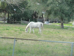 718 Sara Jane Ln in Merritt Island, FL - Building Photo - Building Photo