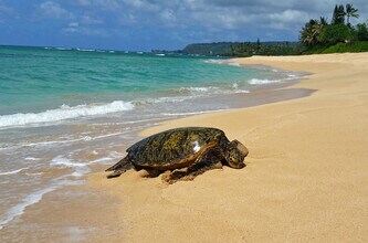 68-434-434 Farrington Hwy in Waialua, HI - Building Photo - Building Photo