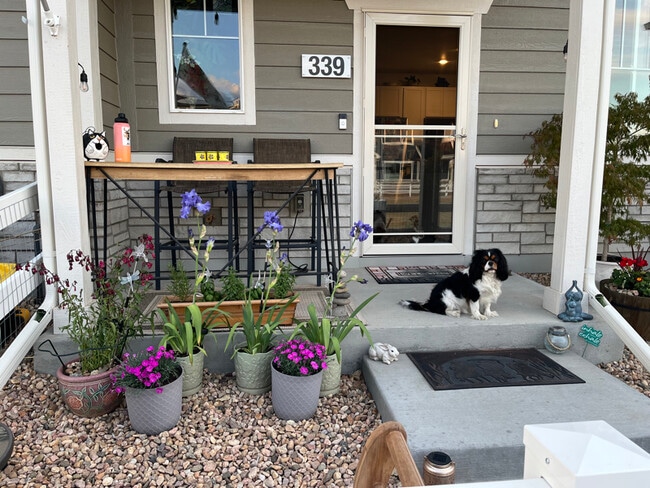 property at 339 Condor Wy