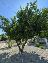 1027 6th St in Redlands, CA - Building Photo - Building Photo
