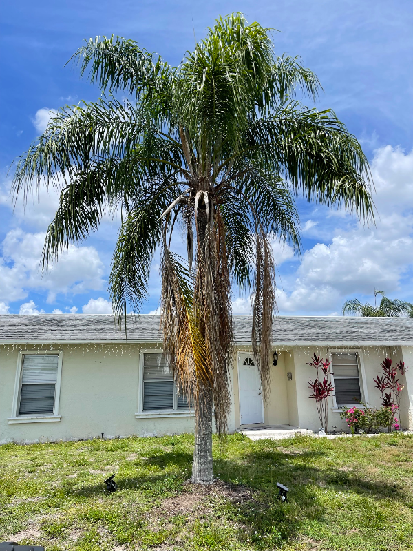 10738 Lemontree Ct in Lehigh Acres, FL - Building Photo - Building Photo