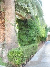 1310 N Spurgeon St in Santa Ana, CA - Building Photo - Building Photo