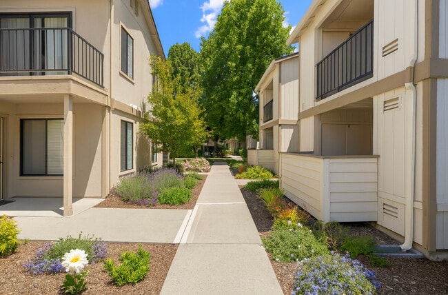 Camino Creek