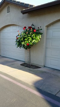 The Garden Cottages (Seniors 55+) in Fresno, CA - Foto de edificio - Building Photo