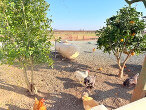 14621 16th Ave in Lemoore, CA - Building Photo - Building Photo