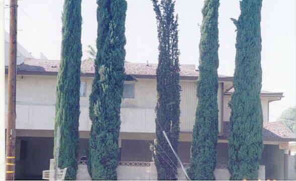 3803 Rosemead Blvd in Rosemead, CA - Building Photo