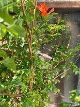 480 Monterey St in Brisbane, CA - Building Photo - Building Photo