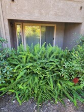 10425 Caminito Cuervo in San Diego, CA - Building Photo - Building Photo
