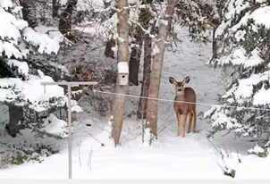 6109 Woodland Dr in Ogden, UT - Building Photo