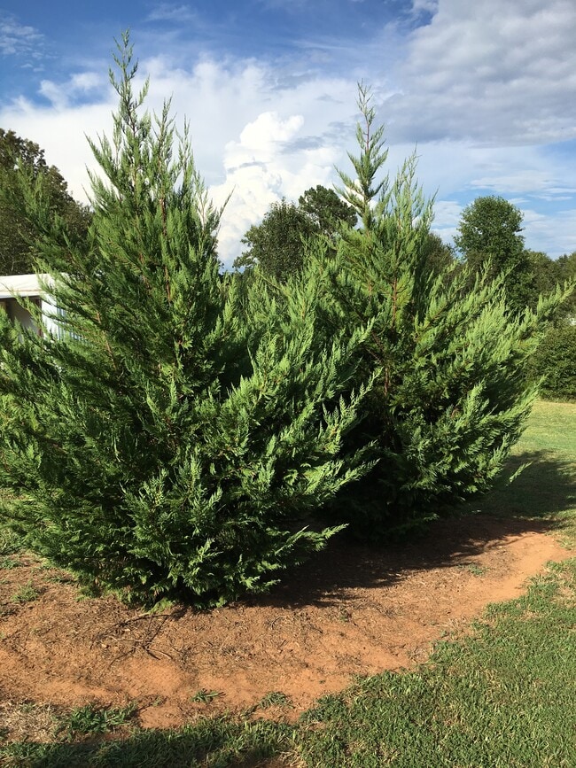 646 Rices Creek Rd in Liberty, SC - Building Photo - Building Photo