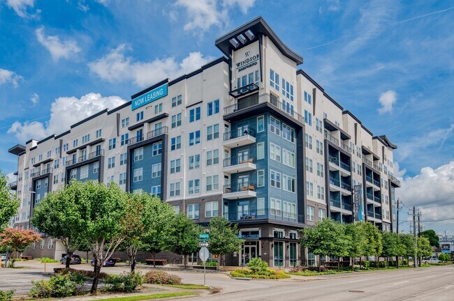 Windsor Shepherd photo'