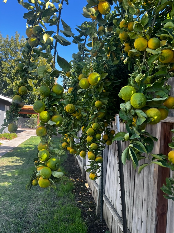 445 S 2nd St in Chowchilla, CA - Building Photo - Building Photo