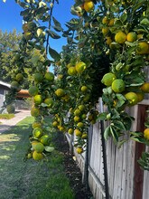 445 S 2nd St in Chowchilla, CA - Building Photo - Building Photo