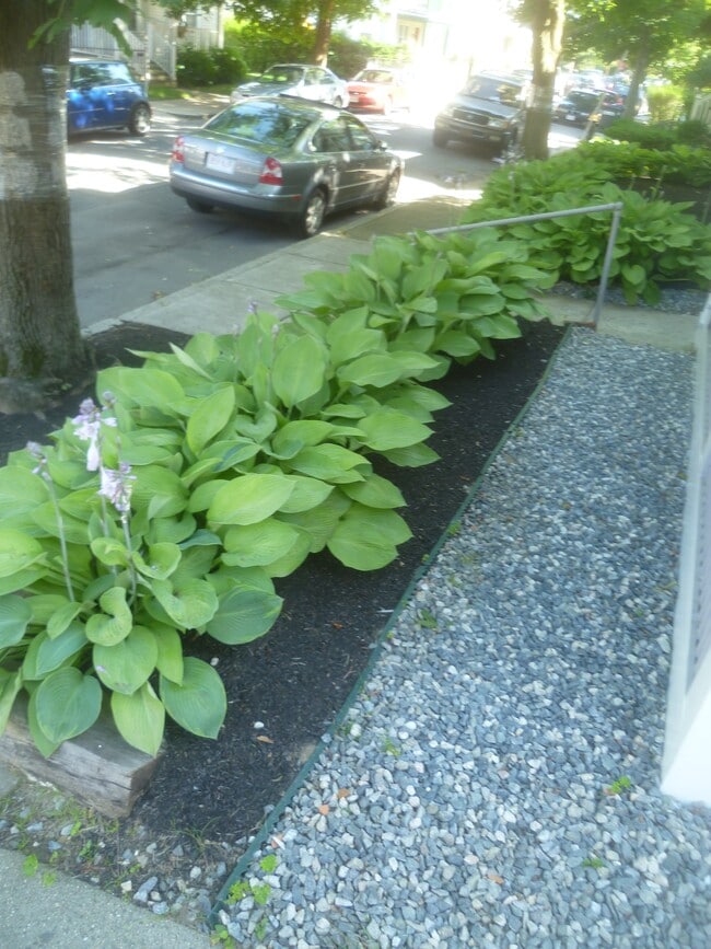 56 Hobson St in Boston, MA - Foto de edificio - Building Photo
