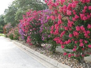 1038 Cashew Ln in Cedar Park, TX - Building Photo - Building Photo