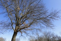 Deerfield