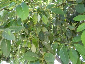 1342 E Maple Ave in Orange, CA - Building Photo - Building Photo