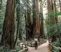 Rentals in Mill Valley, CA