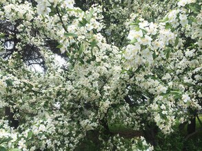 13040 Brisbin Rd in Yorkville, IL - Building Photo - Building Photo