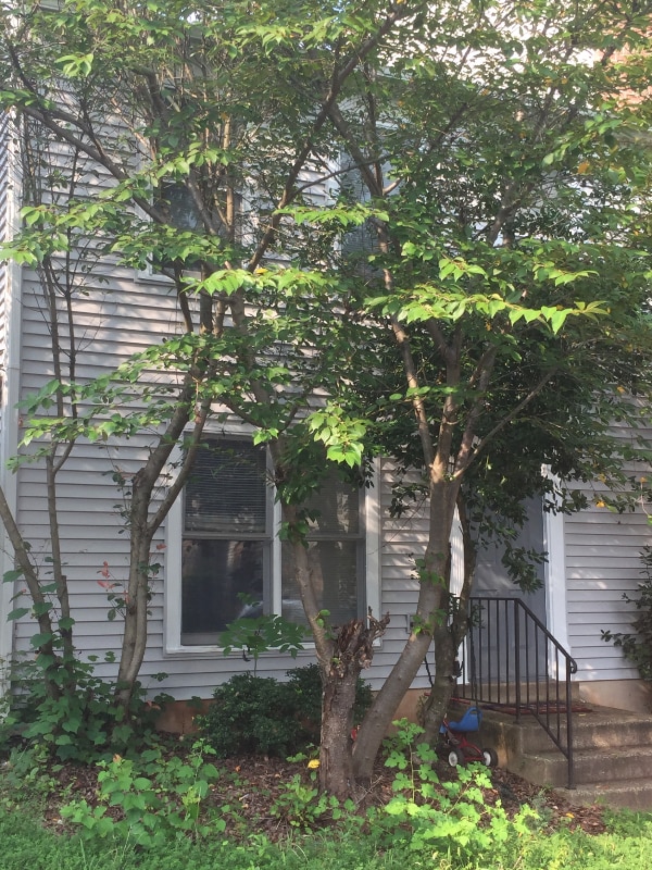 property at 10398 Rapidan Ln