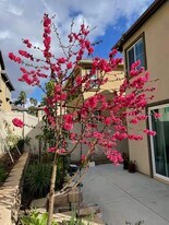 282 Camellia Way in Vista, CA - Building Photo