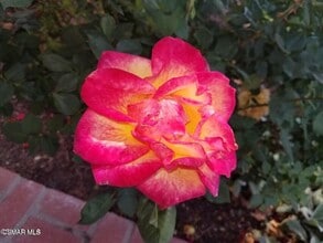 3287 W Sierra Dr in Thousand Oaks, CA - Building Photo - Building Photo