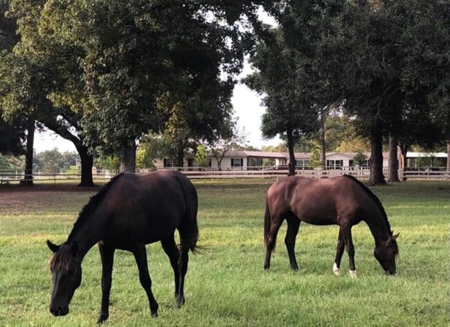 26427 Dobbin-Huffsmith Rd in Magnolia, TX - Building Photo - Building Photo