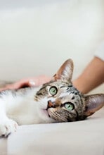 CRESCENT APARTMENTS in Roseville, CA - Building Photo - Building Photo