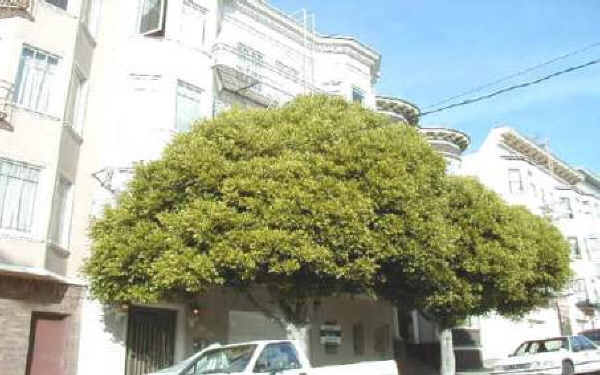 Alamo Square Apartment in San Francisco, CA - Building Photo