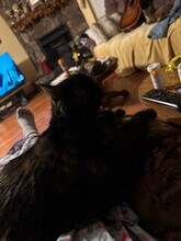 87 Falling Rock Dr in Stuarts Draft, VA - Building Photo - Building Photo