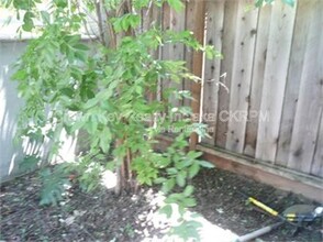 151 W Saltillo Ln in Mountain House, CA - Building Photo - Building Photo