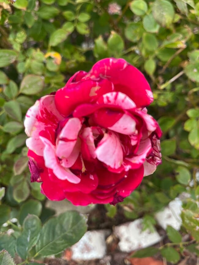 841 Marie Park Dr NE