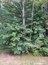 104 Live Oak Ln in Hendersonville, NC - Building Photo - Building Photo