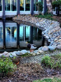 The Atrium at Carmichael photo'