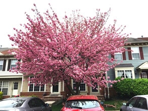 6526 Medinah Ln in Alexandria, VA - Foto de edificio - Building Photo