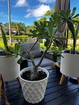 4265 Island Cir in Ft. Myers, FL - Building Photo